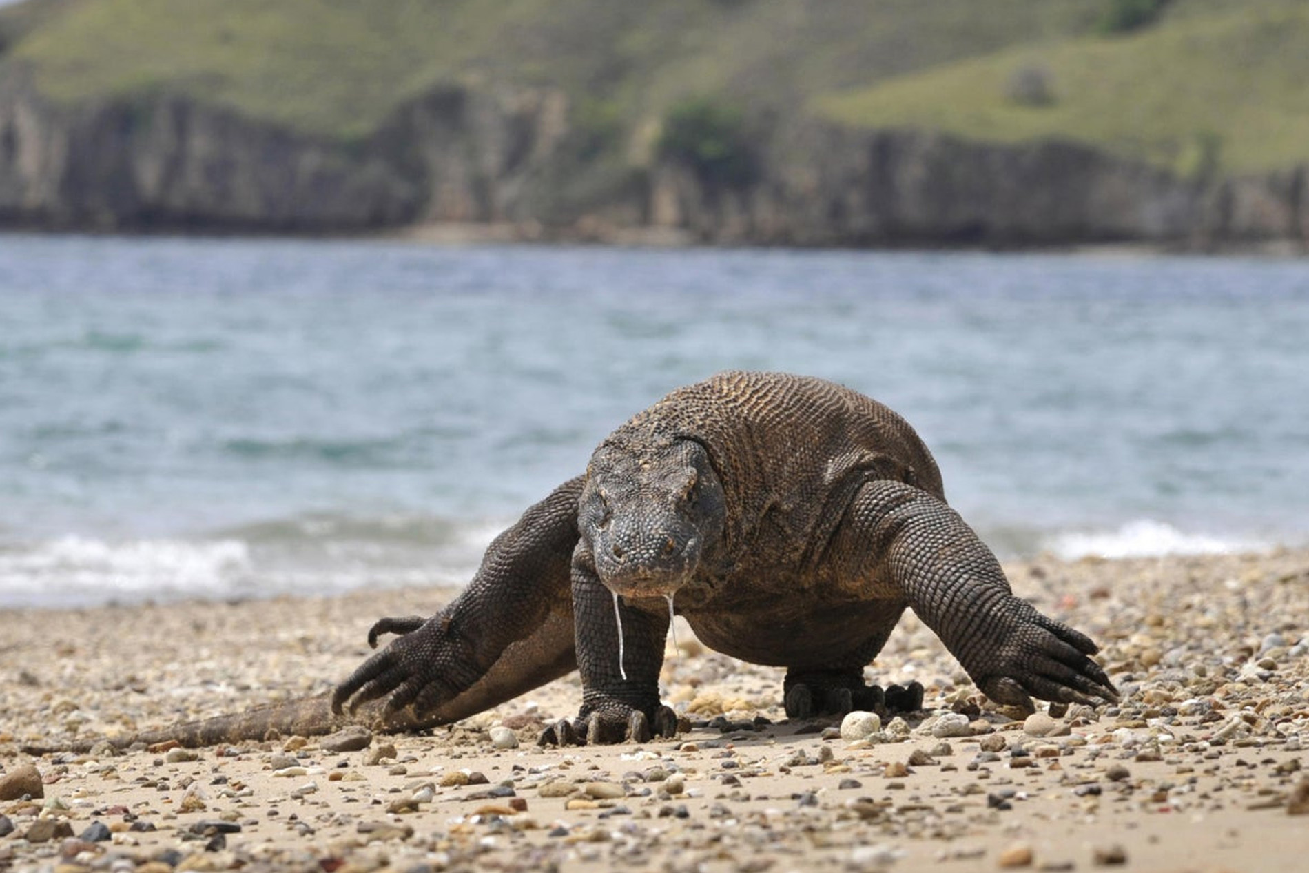 Journey to Komodo Island