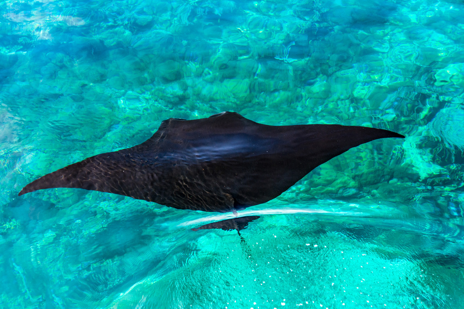 The Majestic Manta Rays